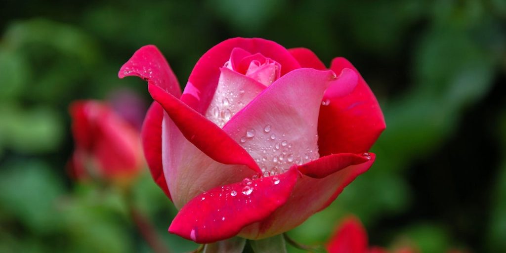 garden-rose-red-pink-56866-56866.jpg